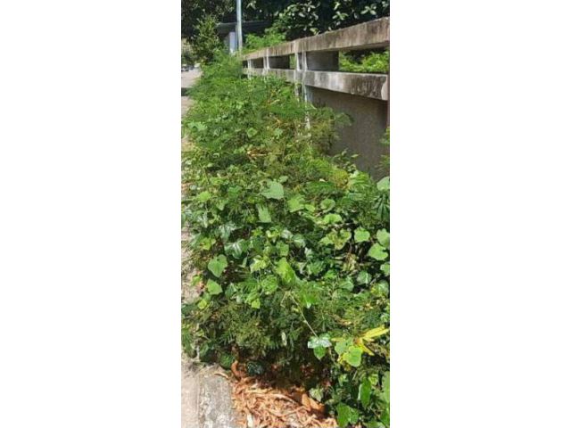 ขายที่ดิน 1ไร่ พร้อมสิ่งปลูกสร้าง ถนนสุขุมวิท64 ที่ดินสวยหน้ากว้าง ติดถนนสองด้าน ไฟฟ้า ประปาพร้อม ใก้ลรถไฟฟ้าปุณณวิถี ทรูดิจิตอลพาร์ค