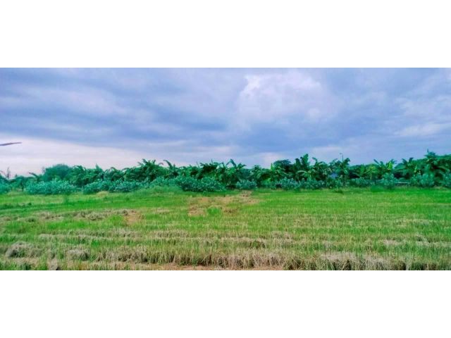 ขายถูกที่ดินเคหะ-บ้านใหม่ 198 ตรว ติดถนนคอนกรีต ต.หนองเพรางาย อ.ไทรน้อย จ.นนทบุรี