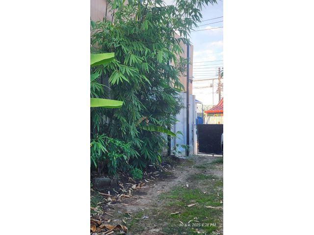 ขายที่ดินโซนสีส้มช้างคลาน 1 งาน