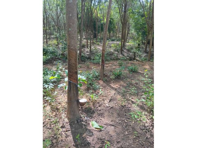 ด่วนที่สุด ขายสวนยางใกล้ทางหลวง 1143 จำนวน 70 ไร่