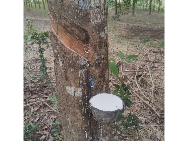 ด่วนที่สุด ขายสวนยางใกล้ทางหลวง 1143 จำนวน 70 ไร่