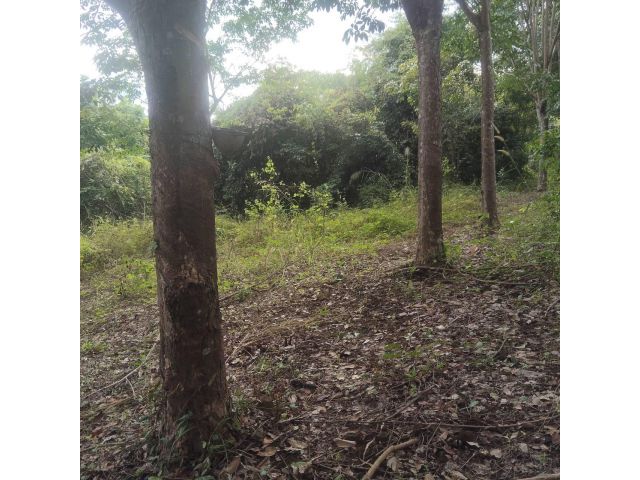 ด่วนที่สุด ขายสวนยางใกล้ทางหลวง 1143 จำนวน 203 ไร่