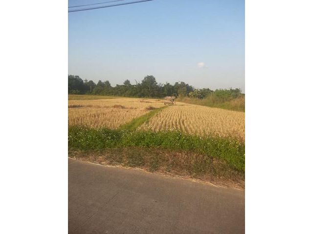 ขายที่ดิน2ไร่80ว. 6.4ล.ใกล้วัดร้องขุ่น ป่าอ้อดอนชัย เมืองเชียงราย