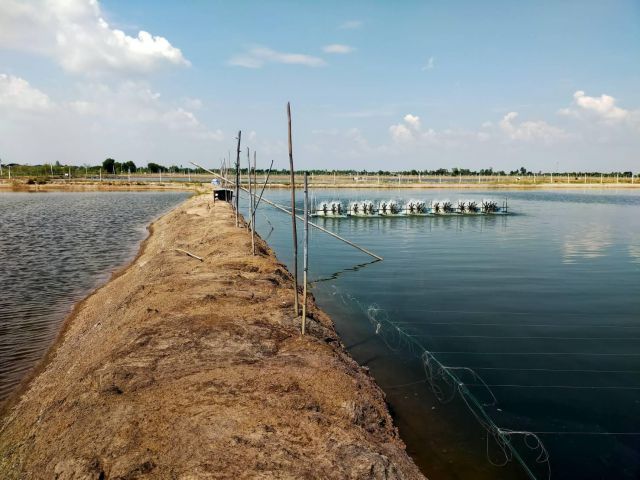 ขายบ่อเลี้ยงกุ้งปลา246-ไร่ไร่ละ380000-ติดถนนหินคลุก+คลอง อ.บางปลาม้า จ.สุพรรฯเหมาะทำฟาร์มกุ้งปลาไก่ใก้ลถนน340น้ำไม่ท่วม