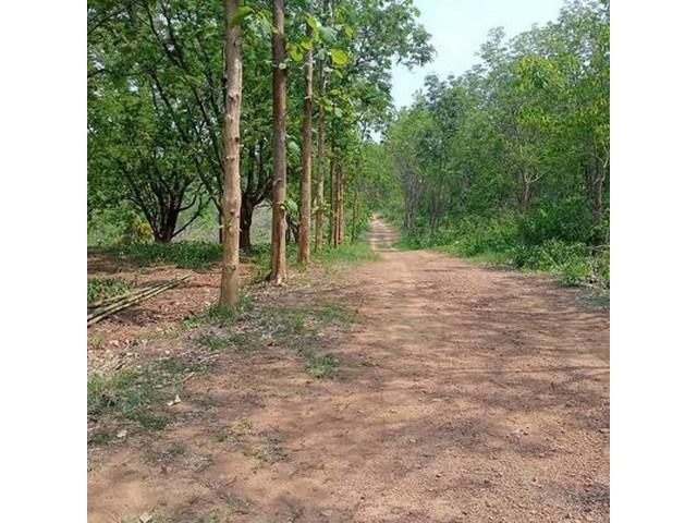 ขายที่ดิน28ไร่2งาน 3.5ล. ต.ท่าอิบุญ อ.หล่มสัก เพชรบูณ์