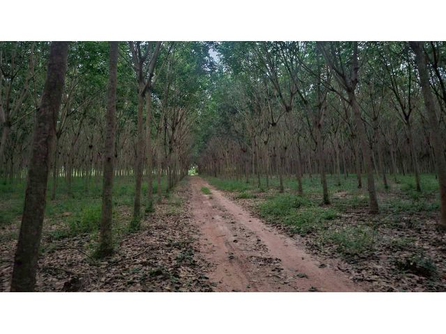 โอกาสลงทุนสวนยาง ทำเลดี อ.แกลง จ.ระยอง