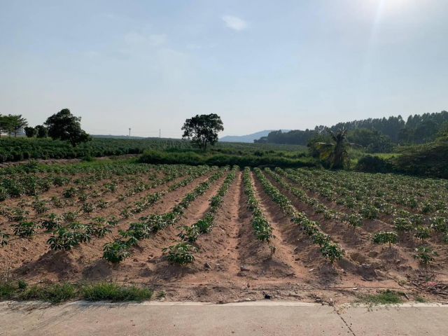 L1166 ขายที่ดินผังสีม่วงลาย 30 ไร่ ศรีราชา ชลบุรี