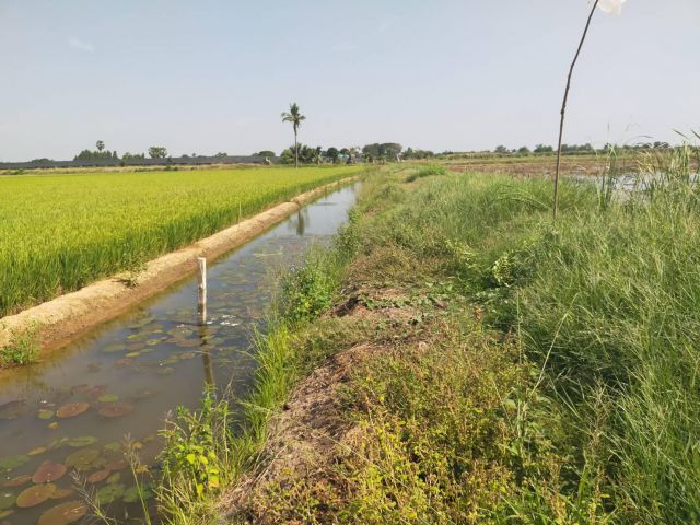 ขายที่ดิน14ไร่ไร่ละ380000-ติดถนนลาดยาง+คลอง ต.ห้วยม่วง อ.กำแพงแสน จ.นครปฐม.เหมาะทำบ้านพัก/สวน/เลี้ยงกุ้งปลา/ที่จัดสรรขาย