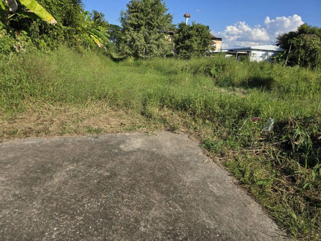 ขายที่ดินบ้านเกาะ หลังต้นทองรีสอร์ท 80 ตารางวา