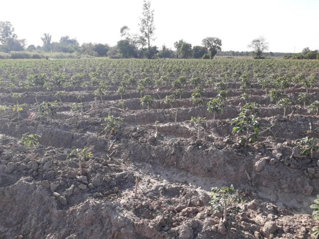 L1172 ขายที่ดินผังสีม่วง 19 ไร่ ศรีมหาโพธิ ปราจีนบุรี