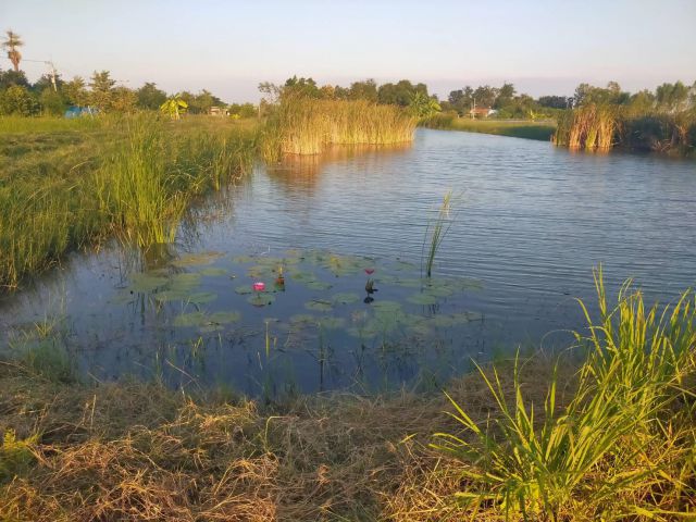 ให้เช่าบ่อเลี้ยงกุ้ง/ปลา4ไร่ไร่ละ6000-ต.ห้วยม่วง อ.กำแพงแสน จ.นครปฐม.มีไฟฟ้า+น้ำประปาถึง น้ำไม่ท่วม ค่านายหน้าไร่ละ2000