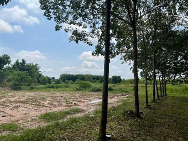 ขายที่ดิน42ไร่ 8ล้าน ต.หนองพันทา อ.โซ่พิศัย บึงกาฬ