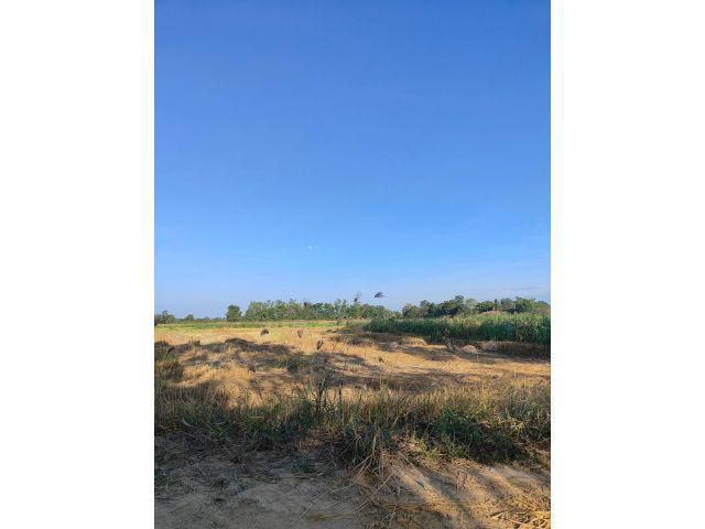 ขายที่ดิน52ไร่ 2งาน มีน้ำไฟ ดินถนนสี่เลน