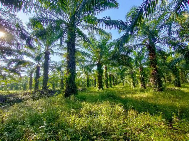 ขายสวนปาล์ม 27 ไร่ มีต้นปาล์ม 500 ต้น เก็บผลผลิตได้ 4 ตัน ทุก 20 ว้น อยู่ดอนตาเหลืองตำบลท่าหิน อำเภอสวี จังหวัดชุมพร