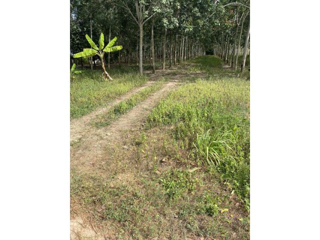 ขายที่ดิน3ไร่1งาน สวนยาง ติดถนน วัดเขาหวาย บ้านค่าย ระยอง