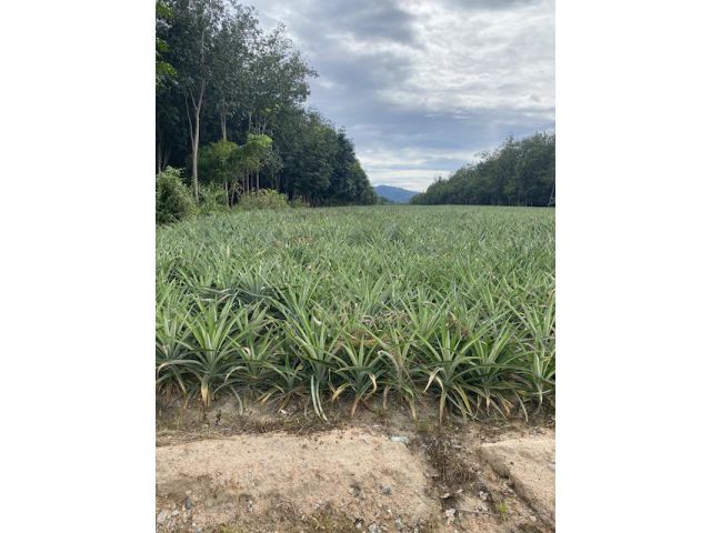 ขายที่ดิน11ไร่ อยู่บางบุตร บ้านค่าย ระยอง