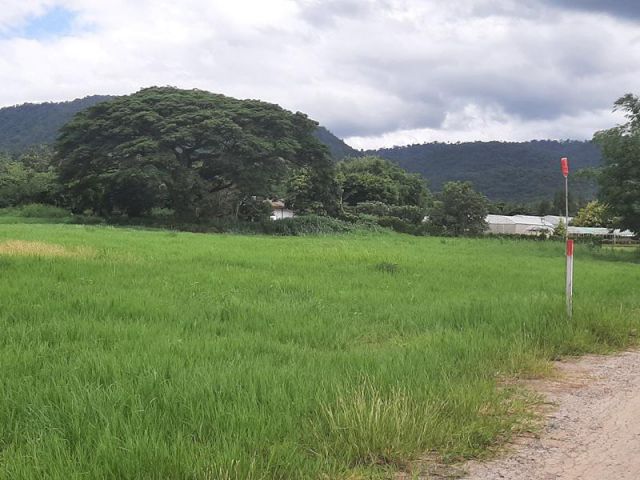 ขายที่ดินวิวเขาใหญ่สวยๆ ต.หมูสี บ้านคลองเดื่อ เนื้อที่ 9 ไร่ โฉนด ใกล้ทางหลวง3052