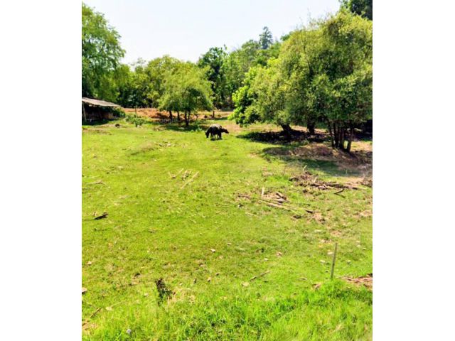 ที่ดินอยู่อาศัย ขายถูก 375,000 บ.เท่านั้น อ.ท่าปลา อุตรดิตถ์