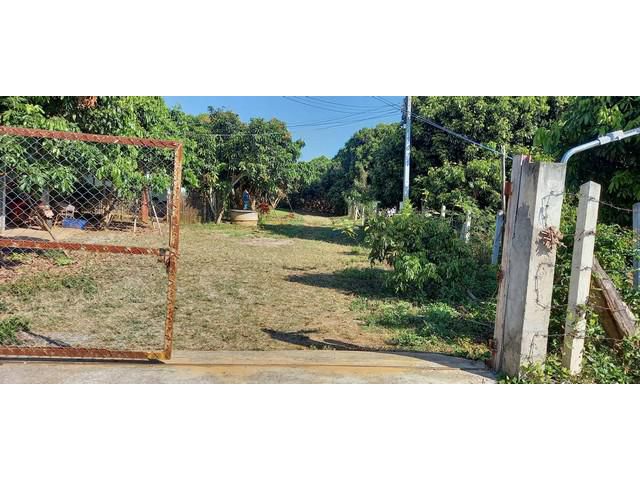 ขายที่ดินเกือบ9ไร่ 1.9ล.สวนลำไย ติดน้ำลี้ ต.แม่ตืน ลี้ ลำพูน