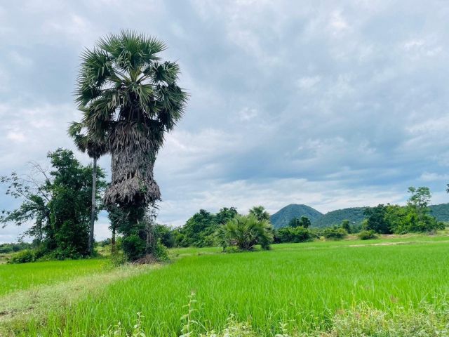 ขายที่ดิน 40 ไร่ ต.วังไคร้ อ.ท่ายาง จ.เพชรบุรี