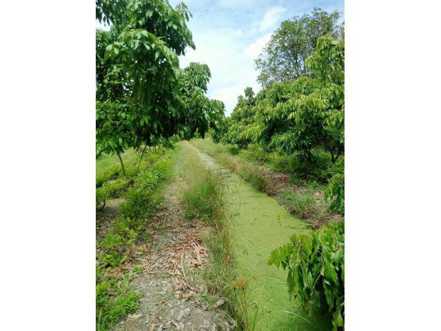 ขายด่วน!!! ที่ดินสวนลำไย ราคาถูก ติดถนนลาดยาง เลียบคลองสาธารณะใกล้ชุมชน เนื้อที่ 1-3-54 ไร่ เหมาะปลูกบ้านทำเกษตรพอเพียง