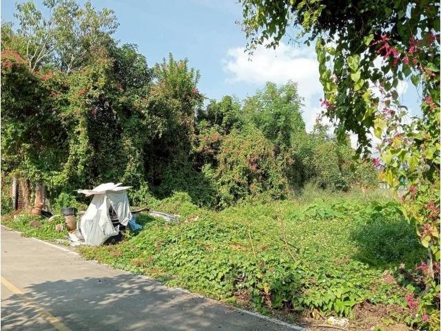 ขายที่ดินตำบลสันผักหวานหางดงบ้านทุ่งอ้อพร้อมโอน