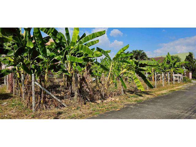 ขายที่ดินตำบลดอนแก้วแม่ริมติดถนนสองด้าน