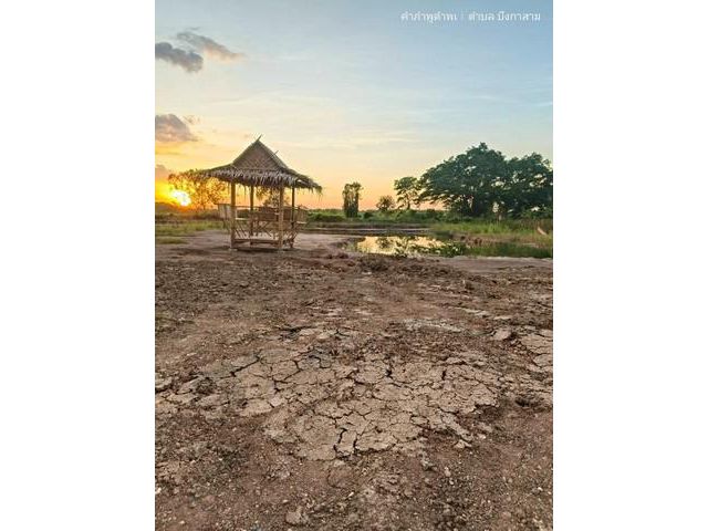 เพียง2.5แสน฿100ตรว.ที่ดินทำสวนเกษตรใกล้กรุงฯ คลอง11 หนองเสือ ปทุม