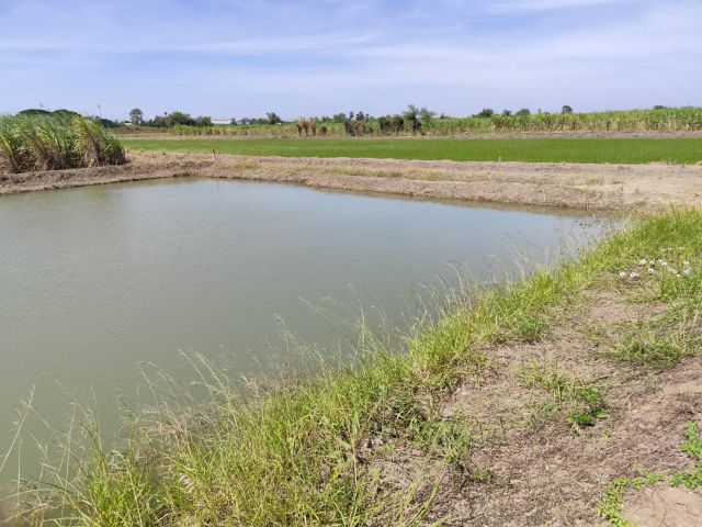 Sale large land 9.3 Rais suitable for projects or building house etc, can be subdivided Kamphaeng Saen District, Nakhon
