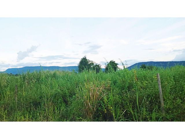 ที่สวยภูเรือ เขตเทศบาล ภูเรือ 2ไร่ใกล้เขามีความเป็นธรรมชาติสุดๆ เหมาะกับบ้านพักตากอากาศมาก