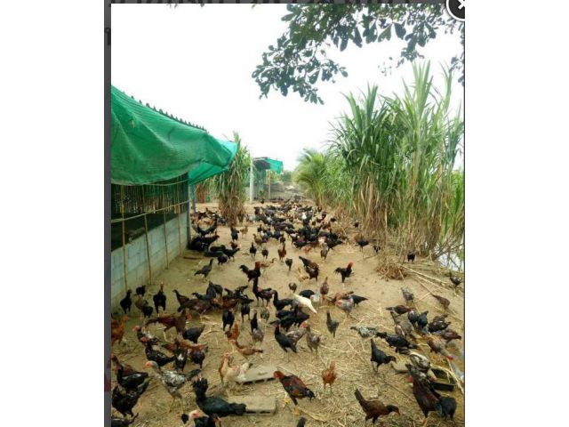 ขายที่ดินด่วน ร้อนเงิน!!!!