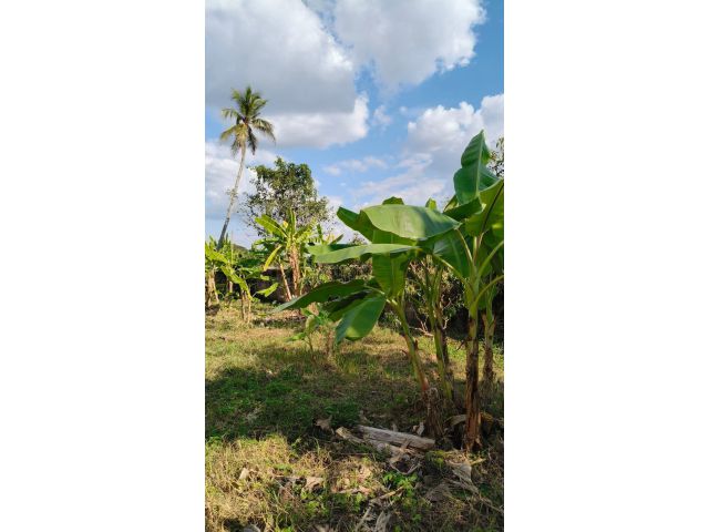 ขายที่ดินตำบลริมใต้แม่ริมห่างคุ้มเสือแม่ริม 500เมตร