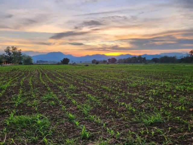 ขายที่ 3 ไร่ติดถนนใหญ่