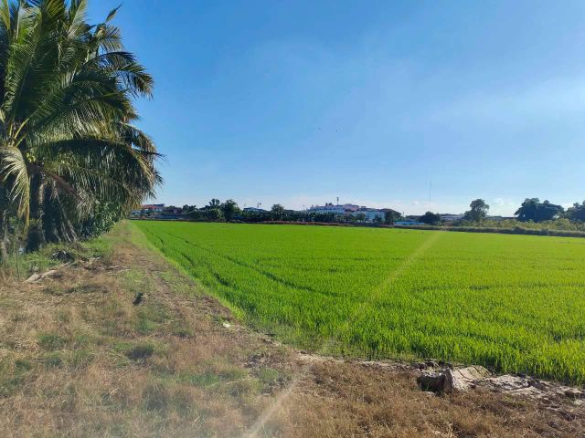 ขายที่ดิน 15 ไร่ ต.ท่าโพธิ์ อ.เมืองพิษณุโลก พิษณุโลก