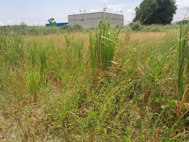 L1191 ขายที่ดินใกล้เส้น.331  200 ตรว ศรีราชา ชลบุรี