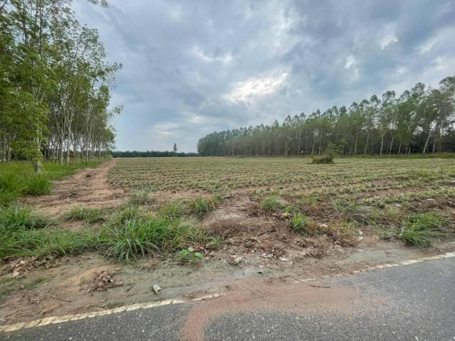 L1192 ขายที่ดิน 9 ไร่ หนองใหญ่ ชลบุรี