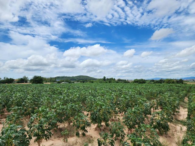 L1202 ขายที่ดินผังสีม่วงลาย 5 ไร่ ใกล้นิคมฯอีสเทิร์นซีบอร์ด ปลวกแดง ระยอง