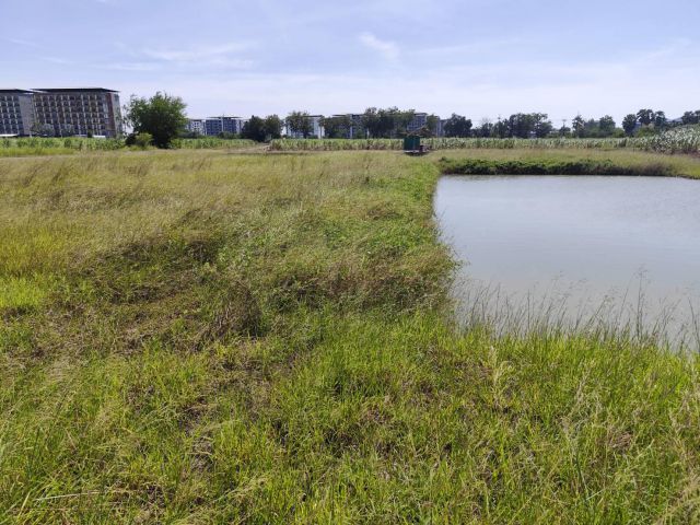 Sale large land 9.3 Rais suitable for projects or building house etc, can be subdivided Kamphaeng Saen District, Nakhon