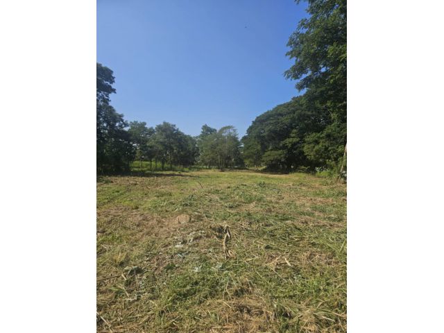 ขายที่ดินบ้านแม่ข่าใต้ 11 ไร่ ต.ป่าแดด