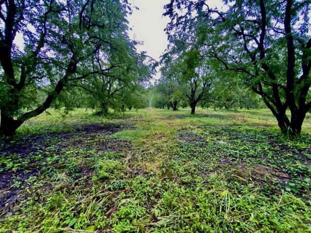สวนมะขามหวานติดทางหลวงแผ่นดินเขตหล่มสักเพรชบูรณ์ 12 ไร่ขายลดราคาไร่ละ 280,000