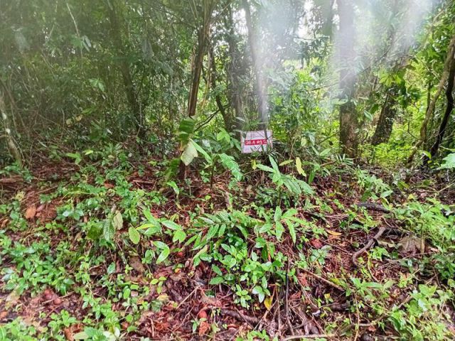 ขายที่ดินแปลงเล็กใกล้เมืองเก่าตะกั่วป่า