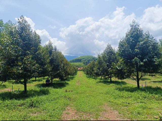 ขายสวนทุเรียนไร่ละ 6แสน5 12 ไร่ทุเรียนเข้าปีที่ 4 หมอนทอง 260 ต้นเขตชำฆ้อ เขาชะเมา ระยอง