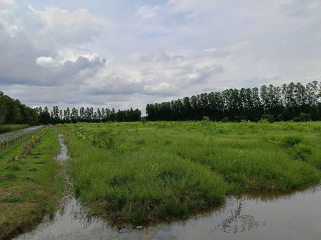 ขายที่ดินสวย 90 ไร่ ติดถนนตัดใหม่ องครักษ์-บ้านนา