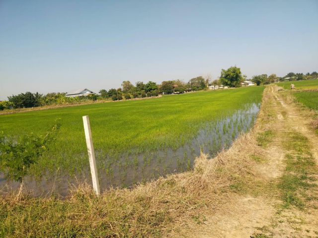 ให้เช่าที่นา27ไร่ไร่ละ2500-/ปี ต.บางเลน อ.สองพี่น้อง จ.สุพรรฯ ค่านายหน้าไร่ละ1500-เช่ายาวได้