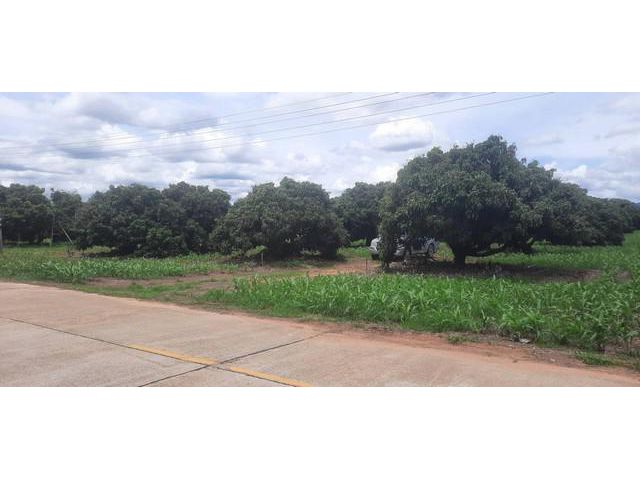 ขายที่ดินลำไย 9-2-87ไร่ 3.8ล.ถ.คอนกรีต ต.แม่แวน พร้าว เชียงใหม่