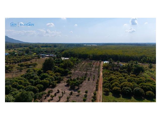 ขายที่ดินเปล่า พร้อมสวนมะม่วง 180 ตร.ว. / 199,999 บ.  097 446 4446