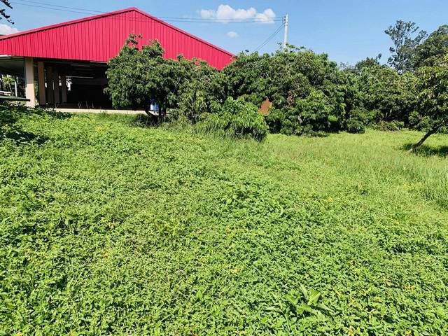 ขายที่ดินเปล่า 2งาน36ว.1.5ล. น้ำไม่ท่วม ต.ยางเนิ้ง สารภี เชียงใหม