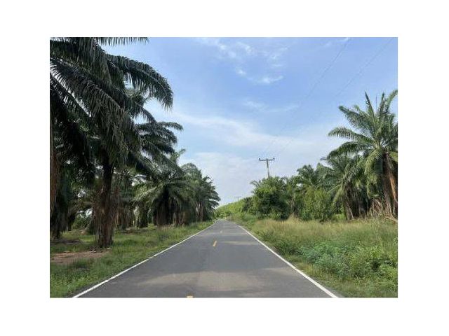 ขายที่ดินพร้อมสวนปาล์ม 55 ไร่ ต.ท่ากระดาน อ.สนามชัยเขต จ.ฉะเชิงเทรา