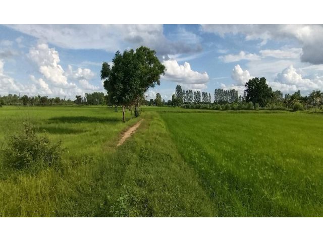 ขายที่ดิน 25 ไร่+ ไร่ละ 140,000