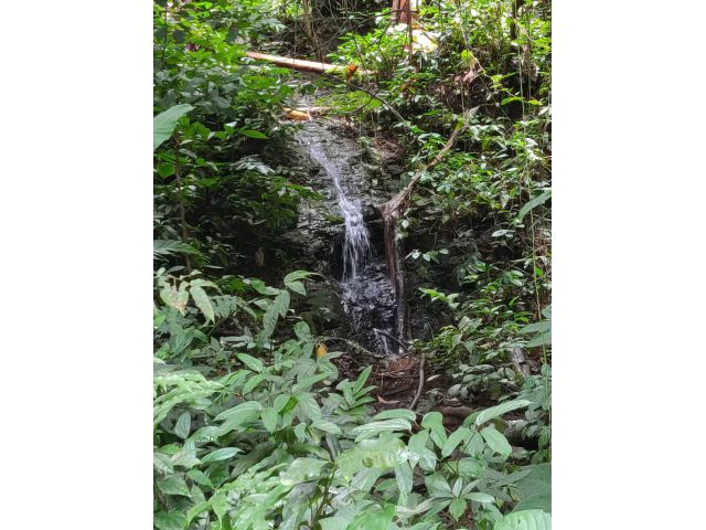 ขายสวนชา กาแฟ ต้นไม้ใหญ่หลายต้น วิวสวย ร่มรื่น